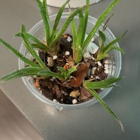 Photo of the plant species Aloe Firebird by @DreamMachine named Aloe Firebird Props on Greg, the plant care app