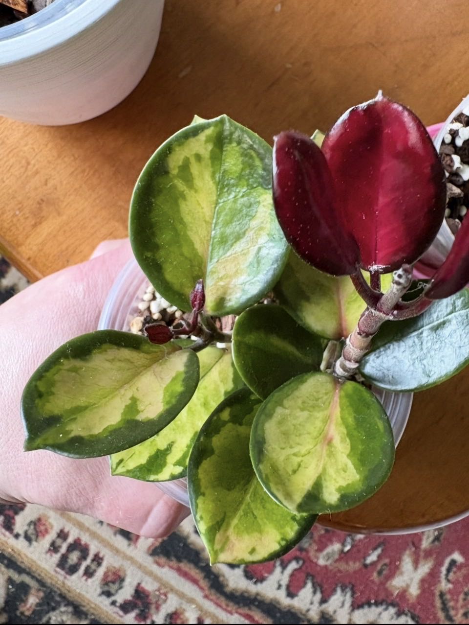 Photo from the post