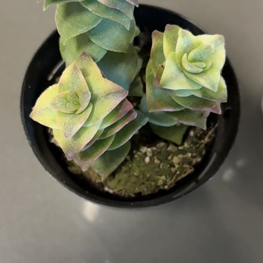Photo of the plant species Variegated String of Buttons by @DreamMachine named Stella on Greg, the plant care app