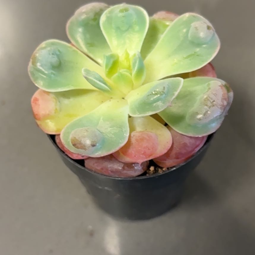 Photo of the plant species Raindrops Echeveria by @DreamMachine named Raindrops on Greg, the plant care app
