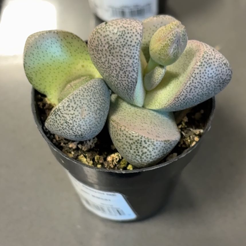 Photo of the plant species Split Rock Succulent by @DreamMachine named Madonna on Greg, the plant care app