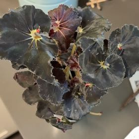 Photo of the plant species Begonia rex by @DreamMachine named Black Mamba on Greg, the plant care app