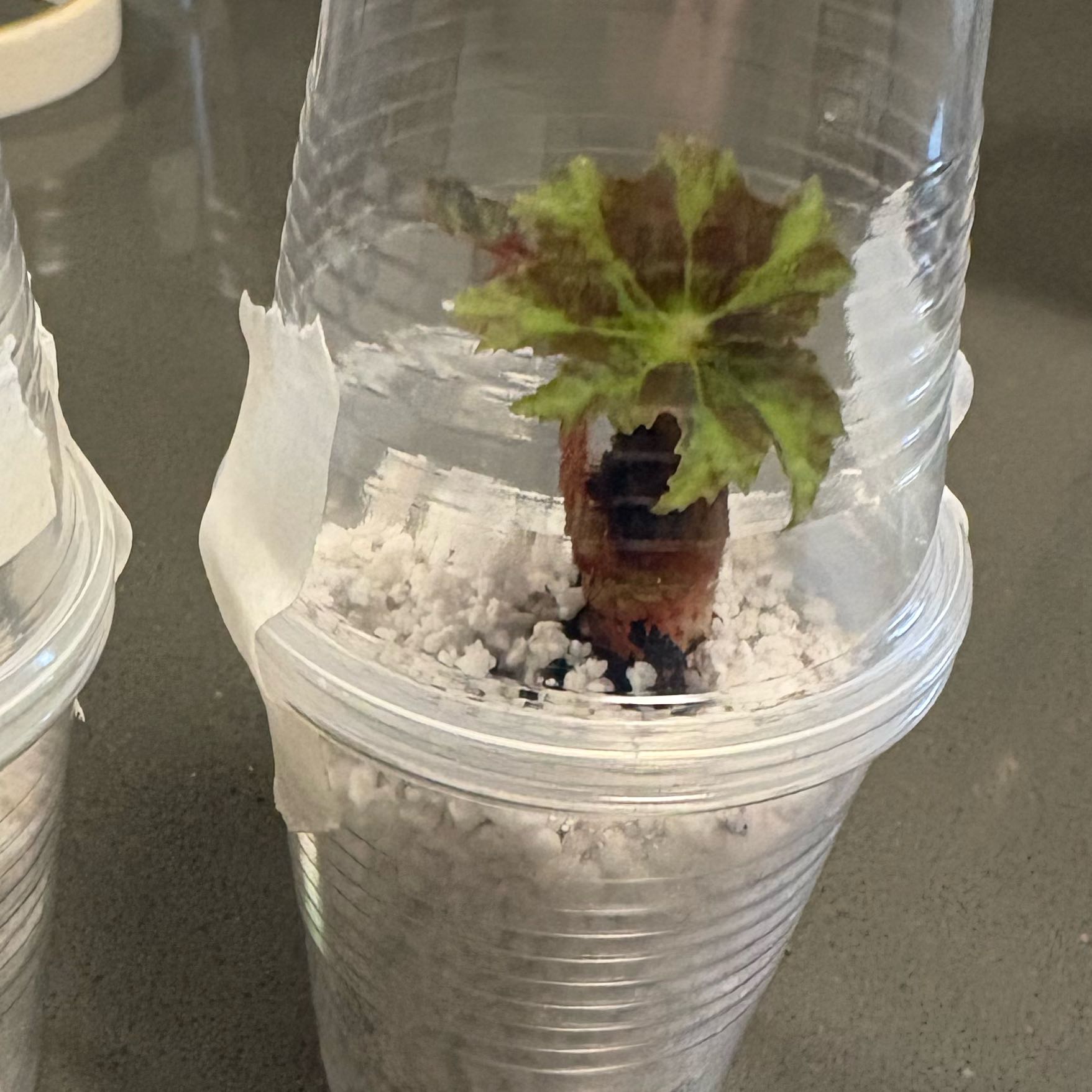 Photo of the plant species Rhizo Begonia by @DreamMachine named Begonia rhizomatous on Greg, the plant care app