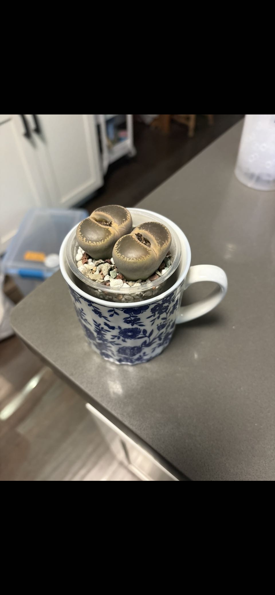 Photo from the post