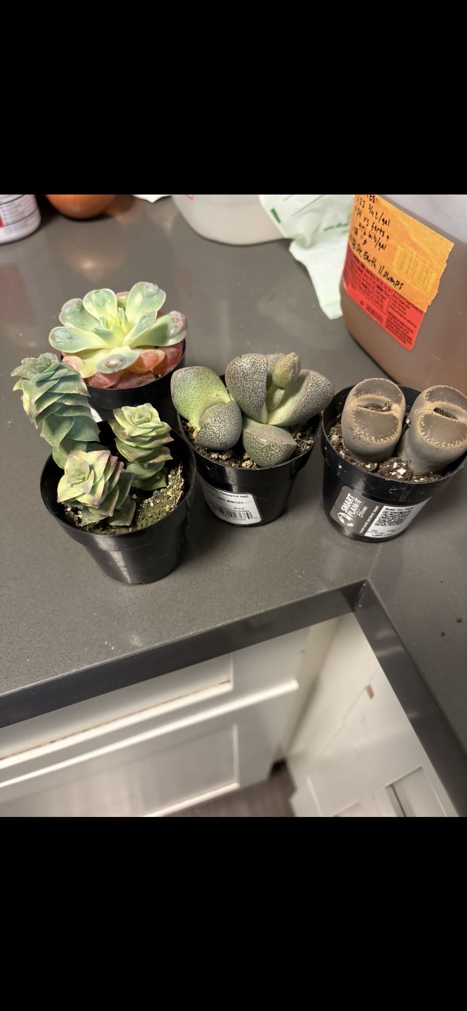 Photo from the post