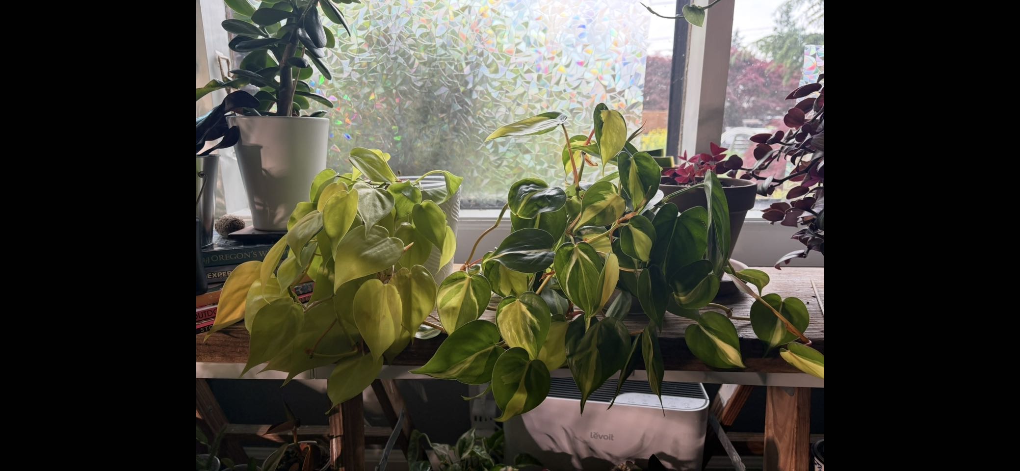 Photo from the post