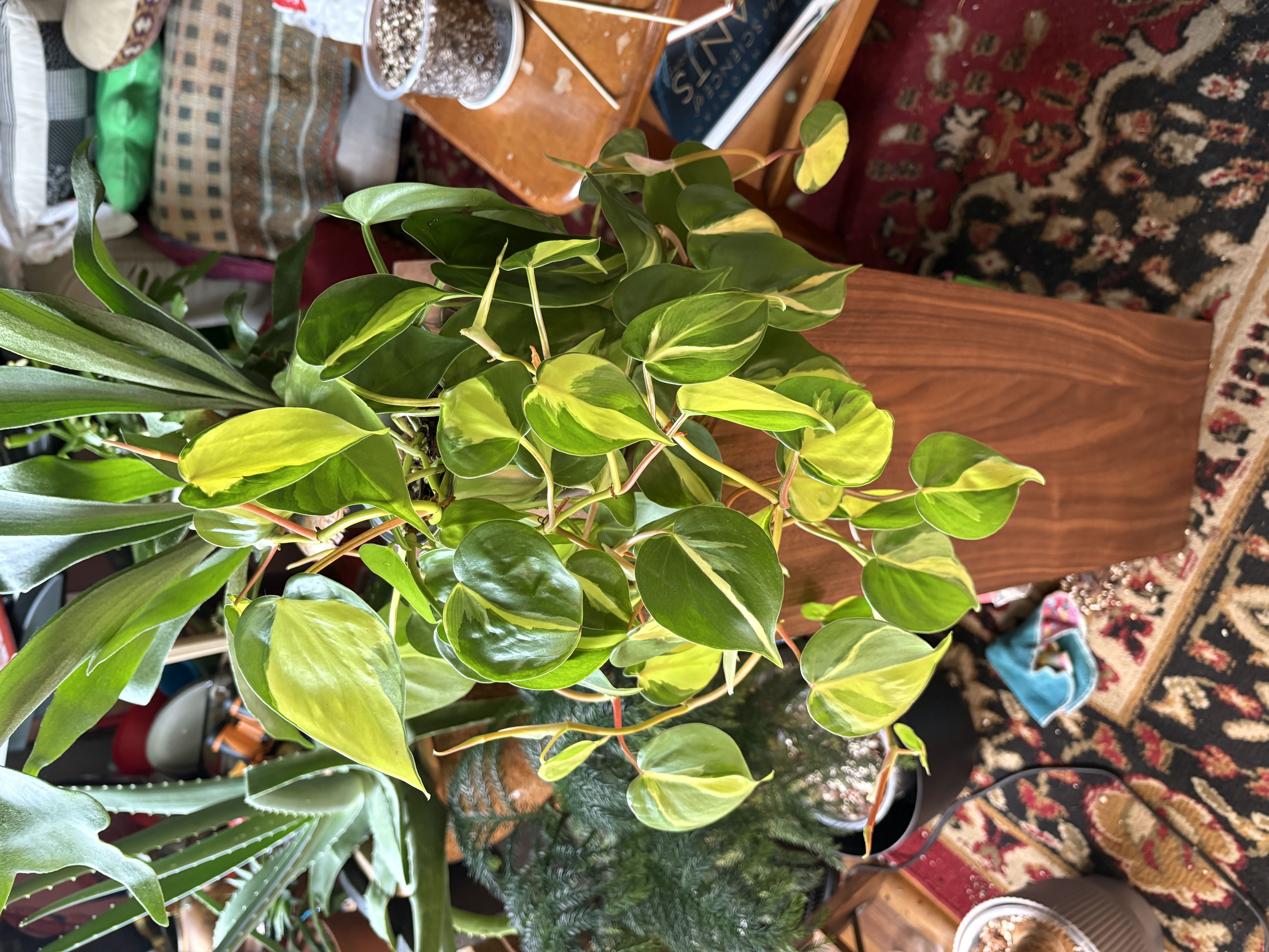 Photo from the post