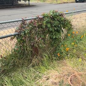 Photo of the plant species Boston Ivy 'Lowii' by @DreamMachine named Queen on Greg, the plant care app