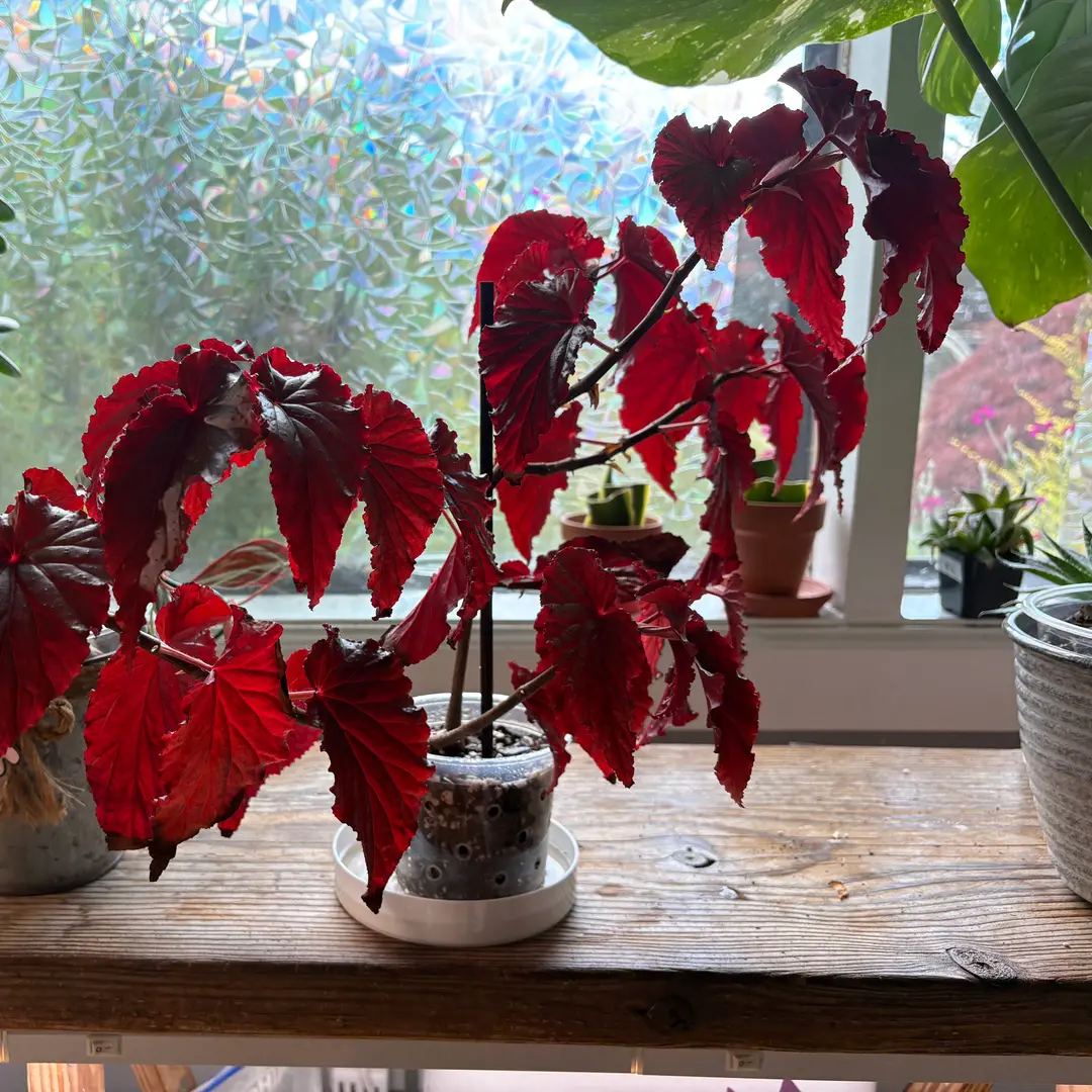 Photo from the post