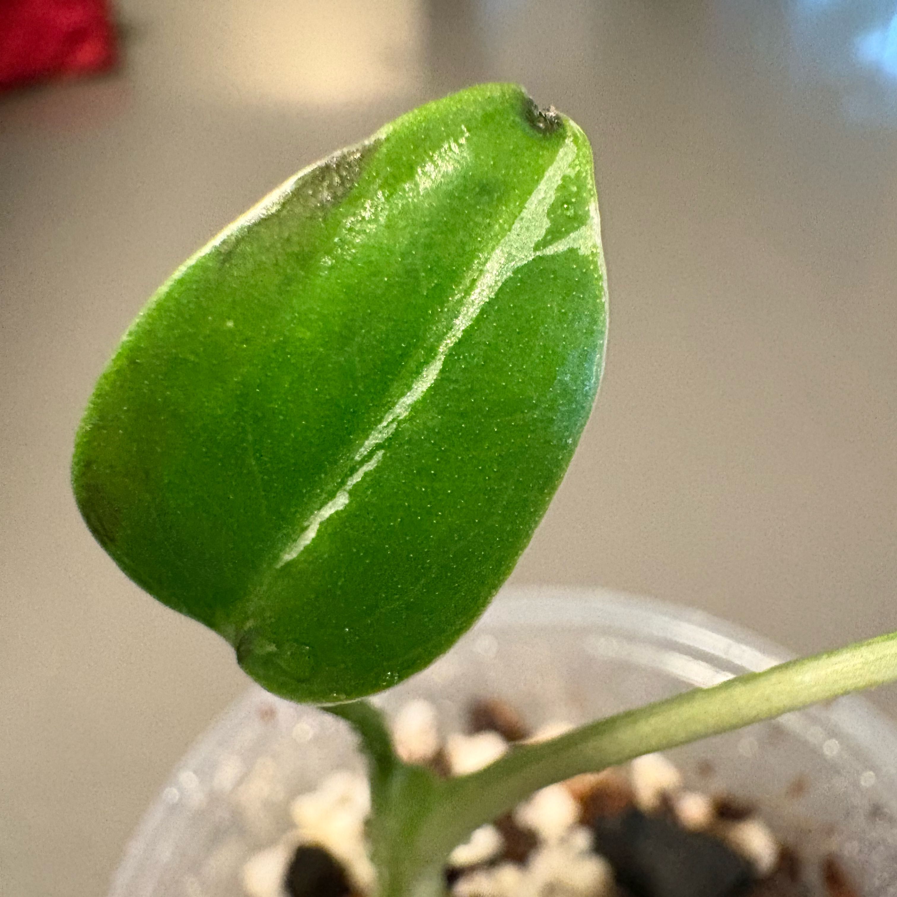 Photo of the plant species Monstera deliciosa 'Bulbosaur' by @DreamMachine named Bulbosaur on Greg, the plant care app