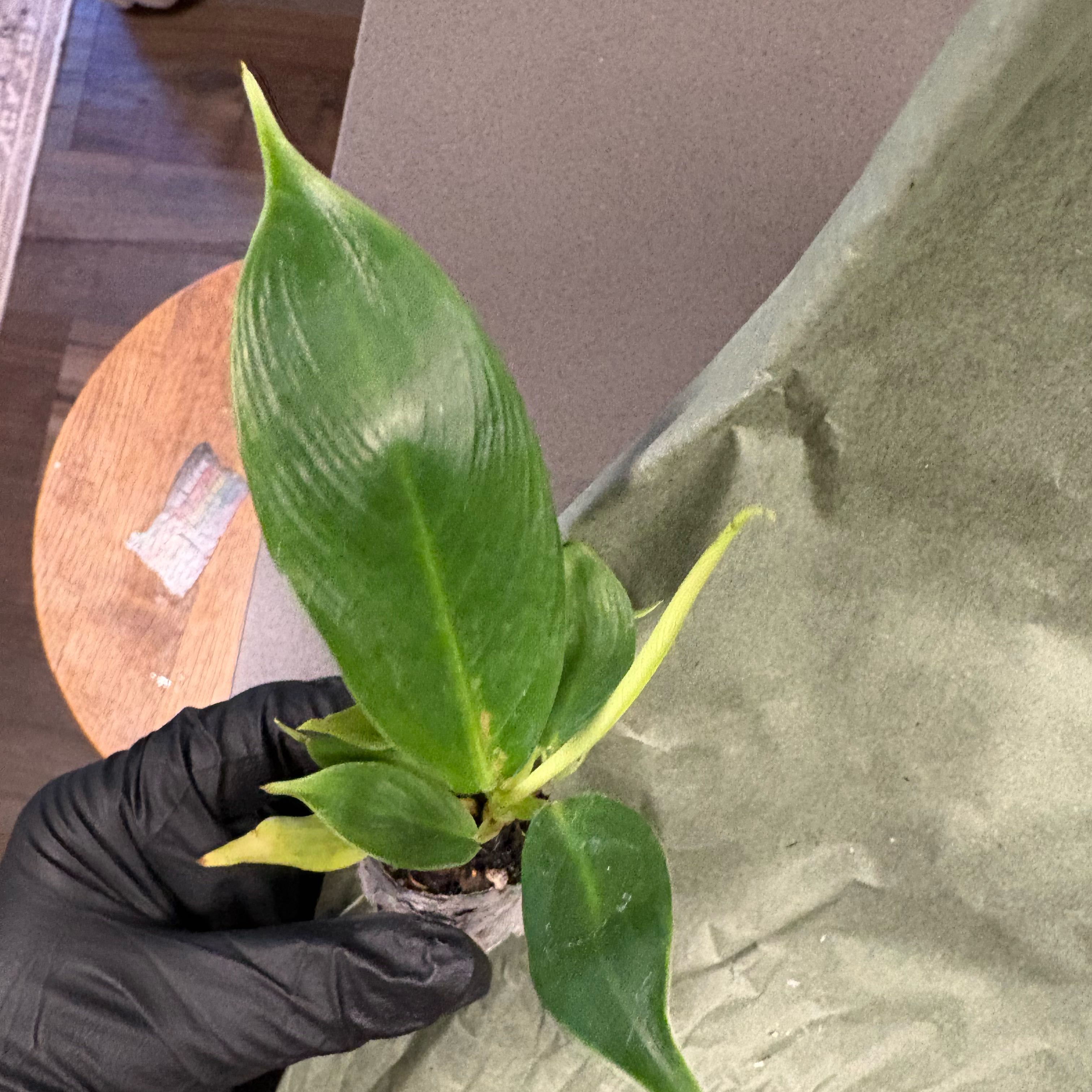 Photo of the plant species Philodendron patriciae by @DreamMachine named Marilyn on Greg, the plant care app