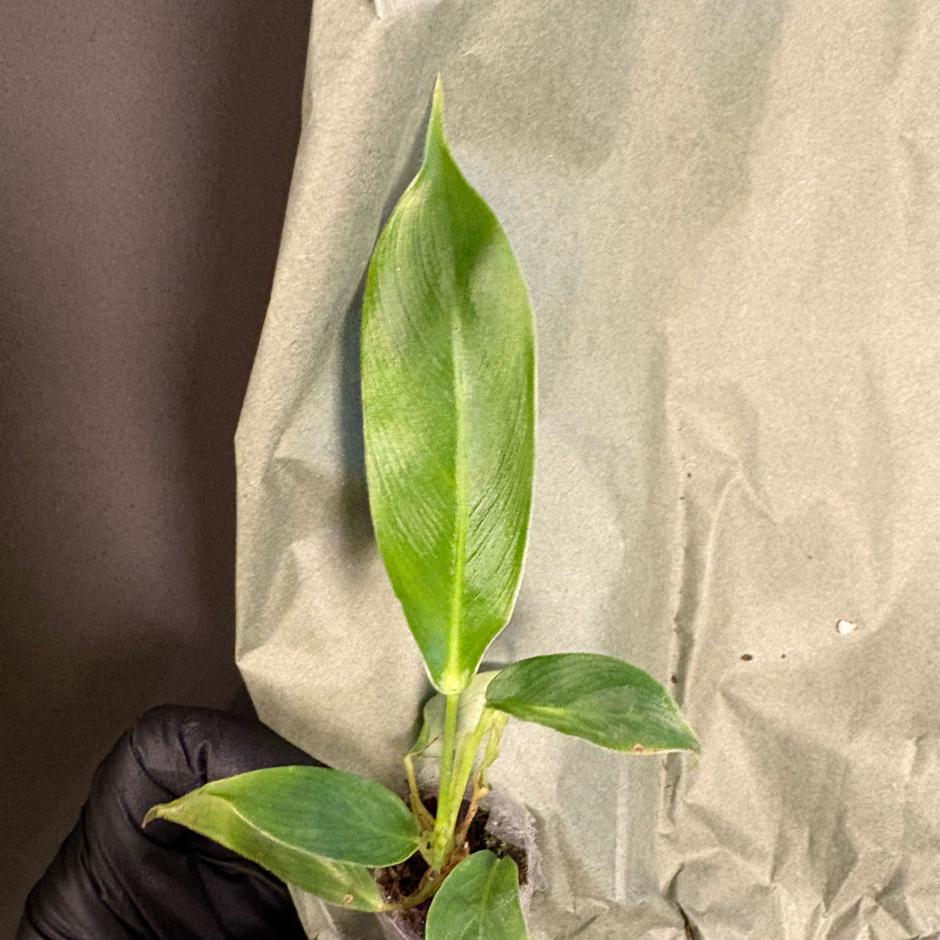 Photo of the plant species Philodendron patriciae by @DreamMachine named Rihanna on Greg, the plant care app