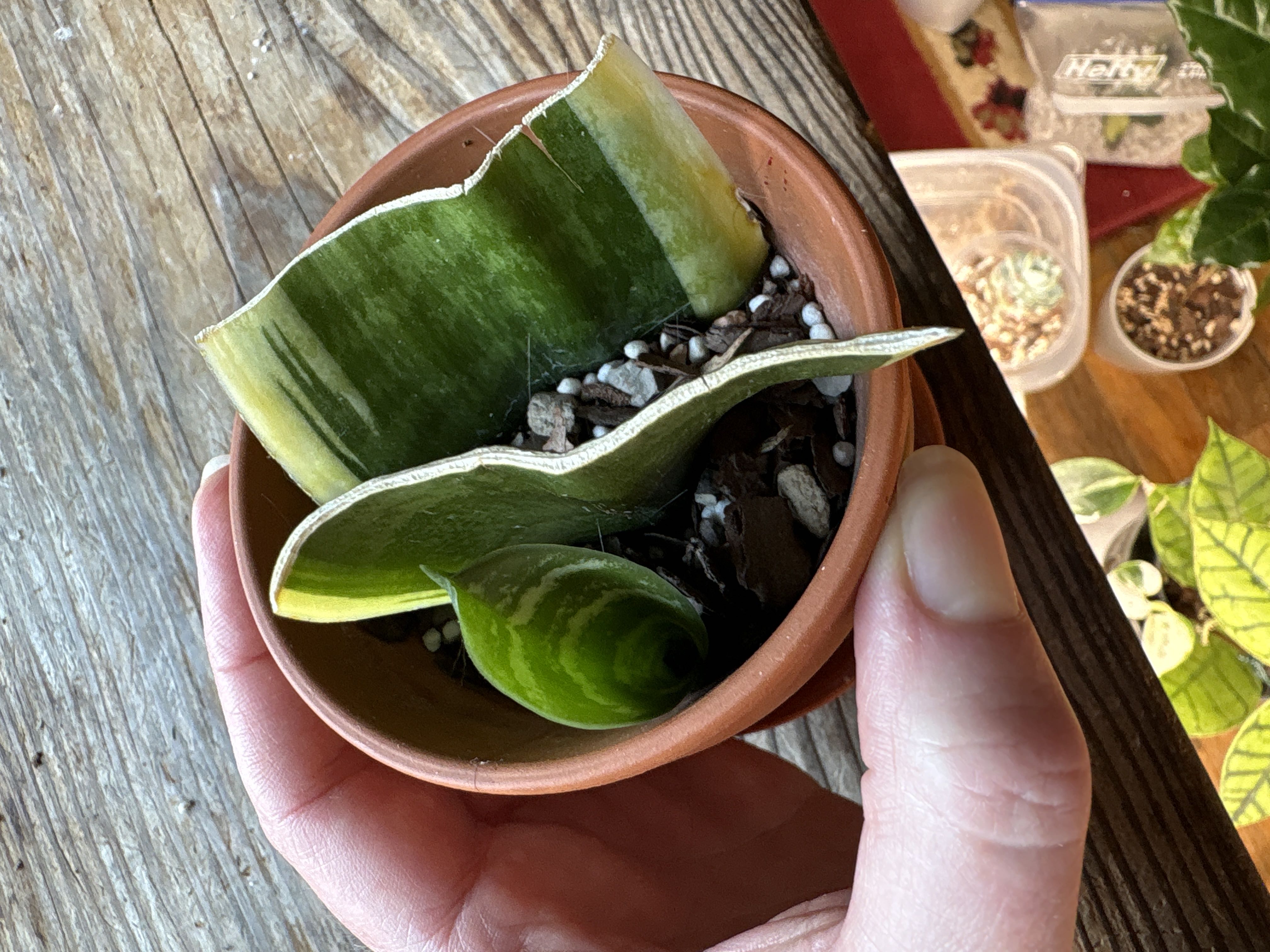 Photo from the post