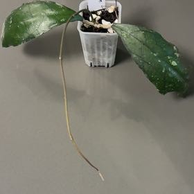 Photo of the plant species Hoya clemensiorum by @DreamMachine named Clem on Greg, the plant care app