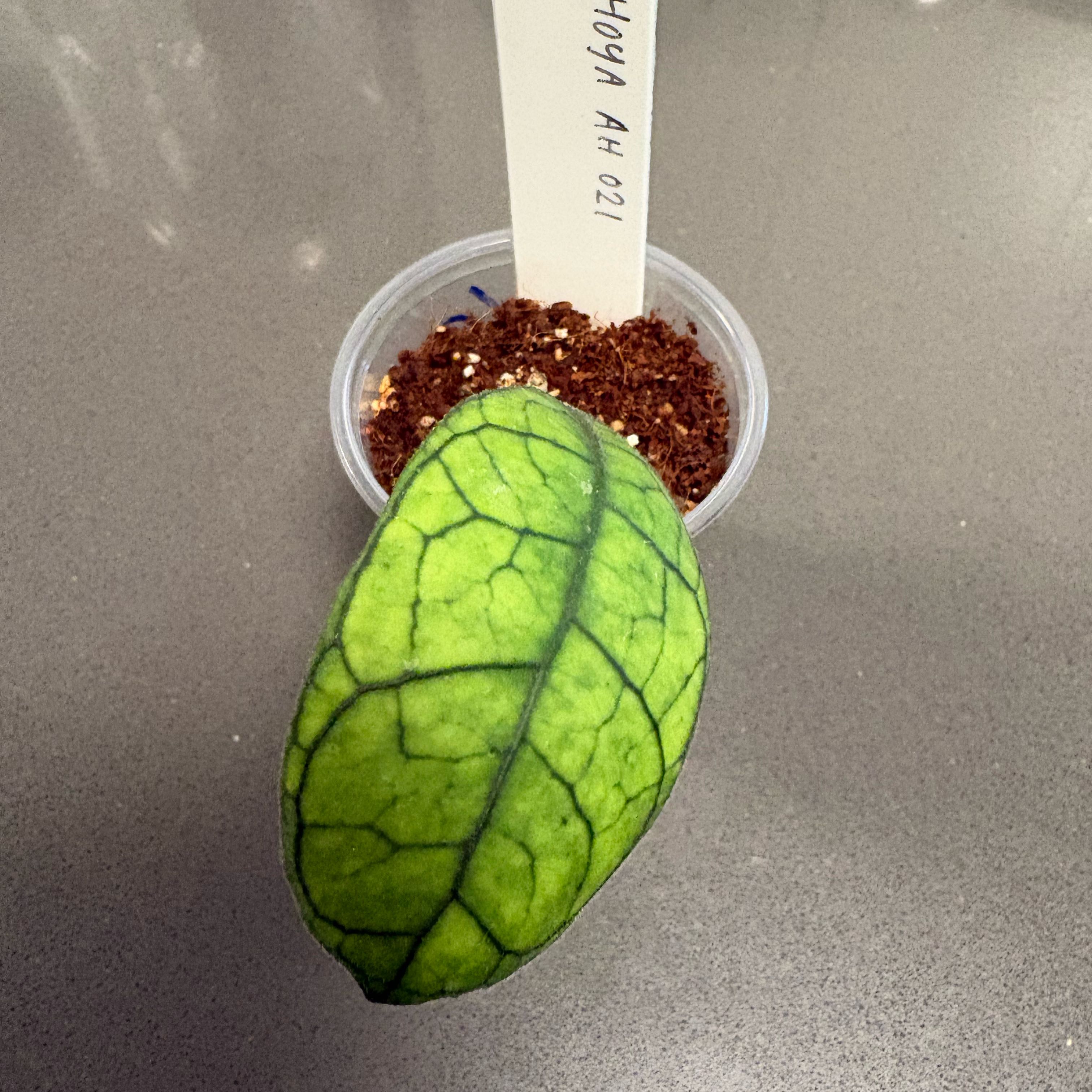 Photo of the plant species Hoya AH-074 by @DreamMachine named Hoya AH 021 on Greg, the plant care app