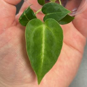 Photo of the plant species Anthurium magnificum by @DreamMachine named Magnificum on Greg, the plant care app