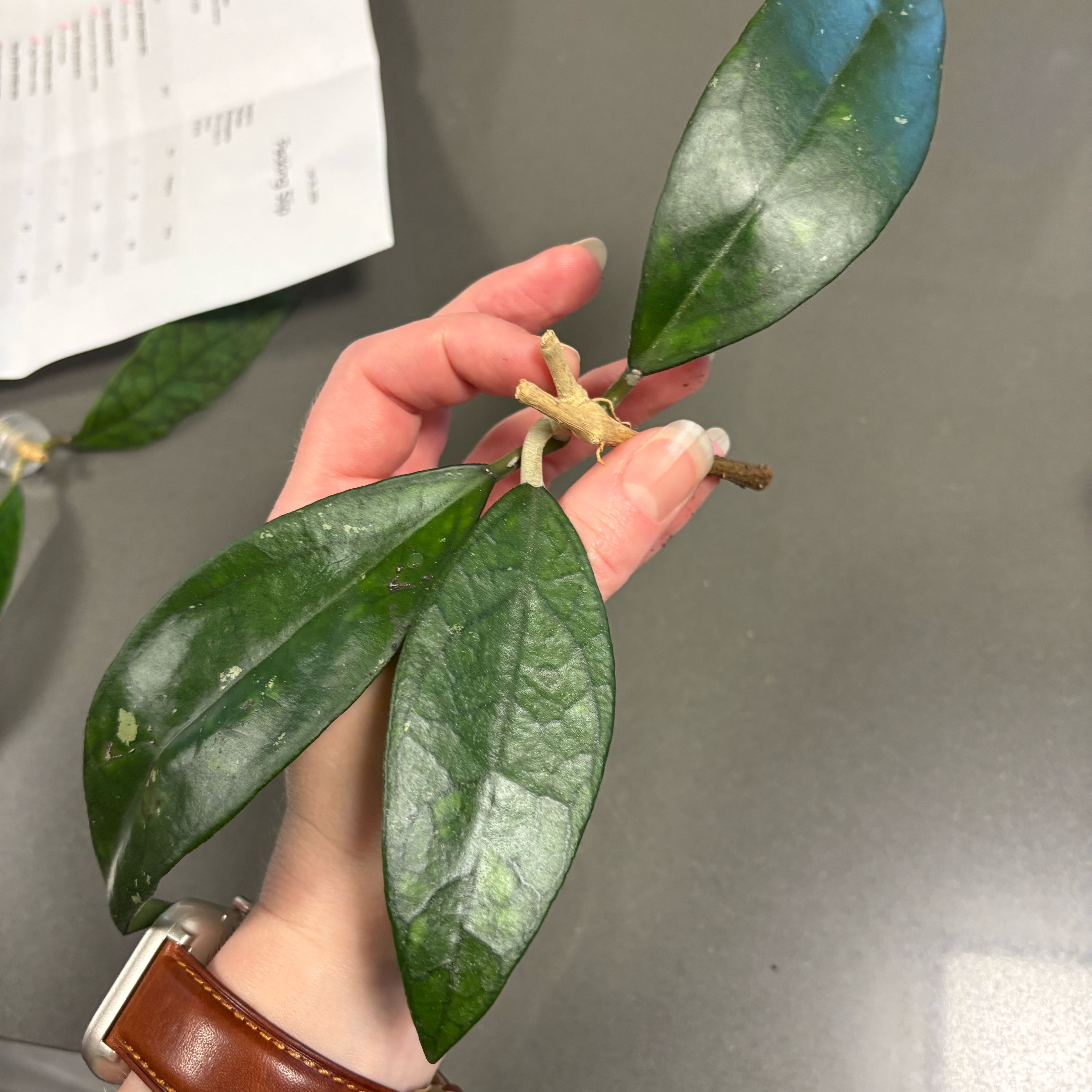 Photo of the plant species Hoya Finlaysonii by @DreamMachine named Naga Princess on Greg, the plant care app