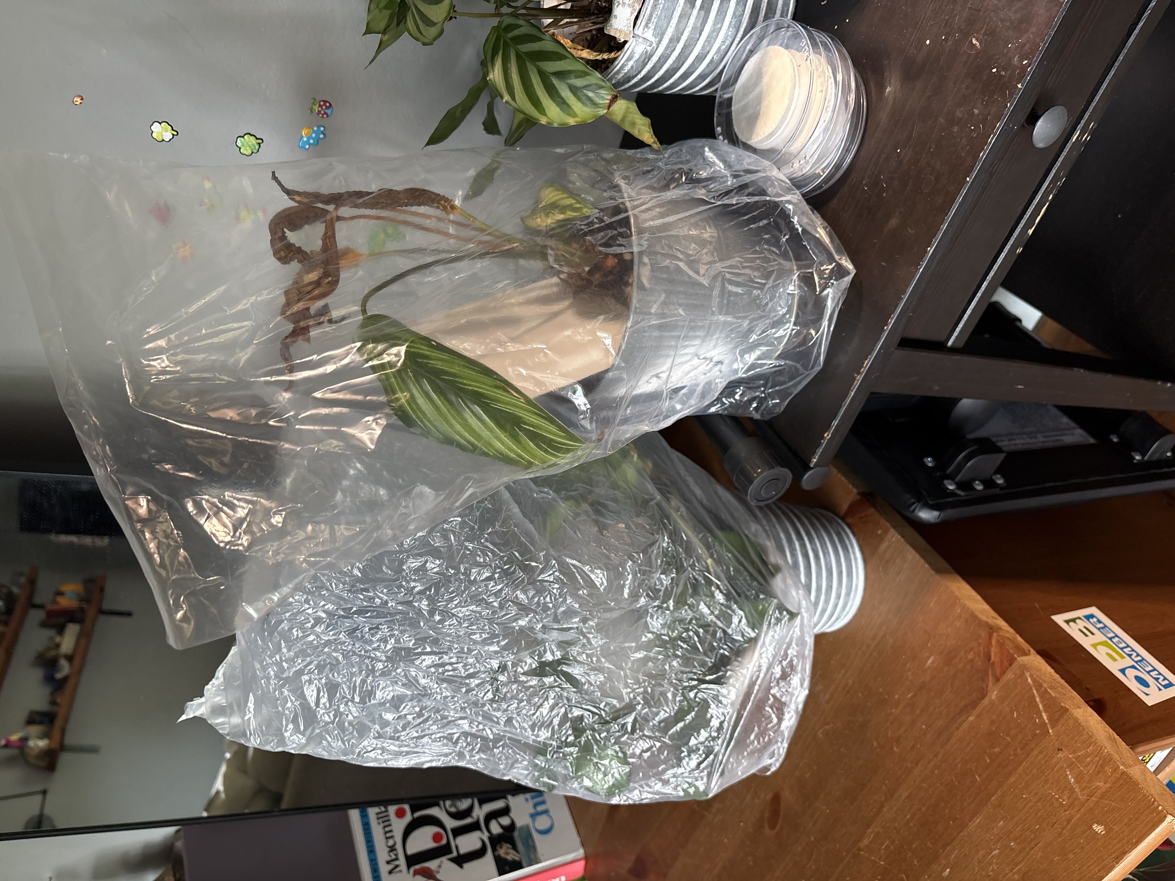 Photo from the post