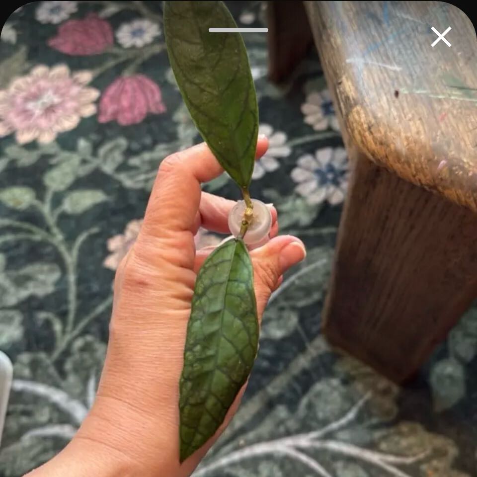 Photo of the plant species Stiff Leafed Hoya by @DreamMachine named cv Nui on Greg, the plant care app