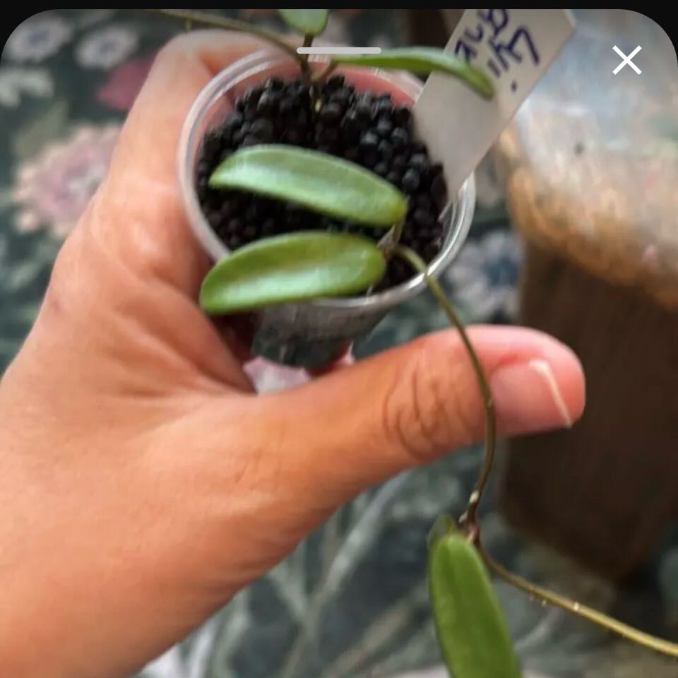 Photo of the plant species Hoya yuennanensis by @DreamMachine named Hoya lyi pink flower on Greg, the plant care app