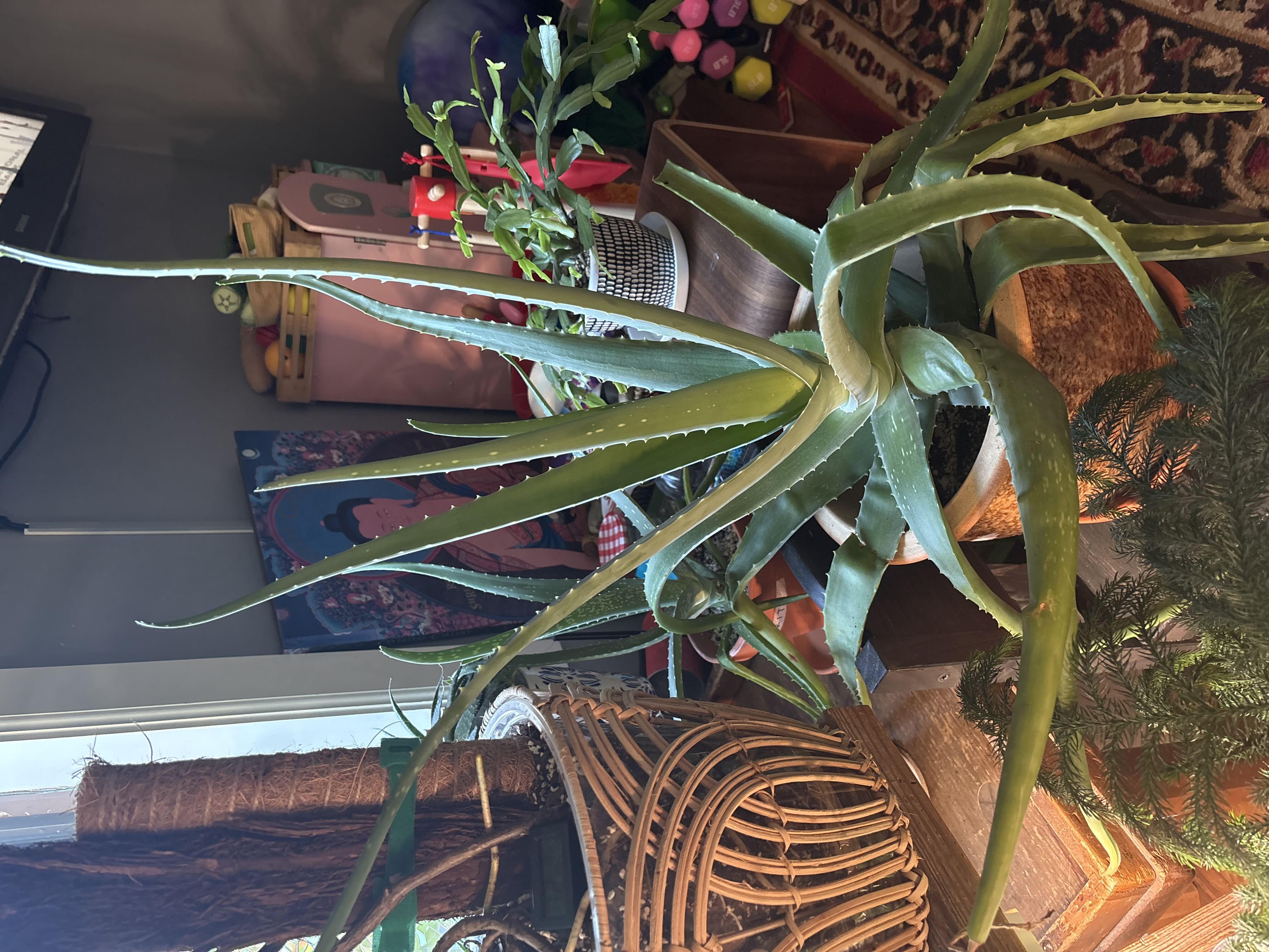 Photo from the post