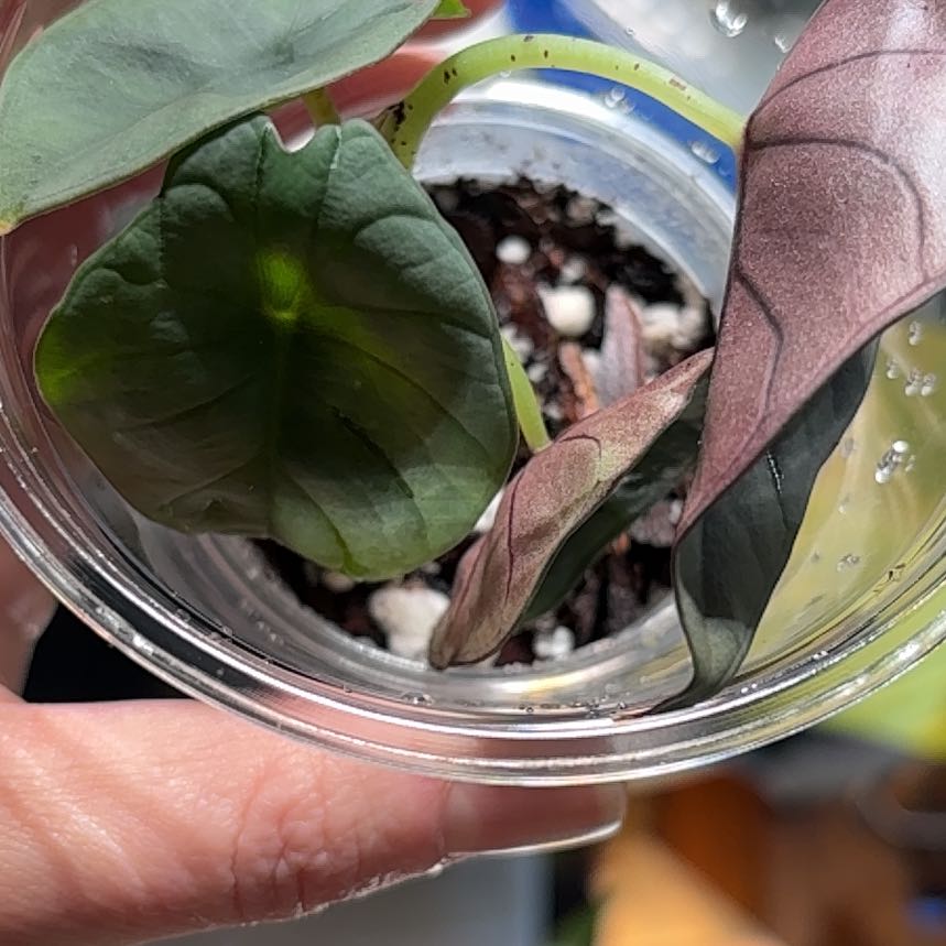 Photo of the plant species Alocasia nebula 'Imperialis' by @DreamMachine named Harper on Greg, the plant care app