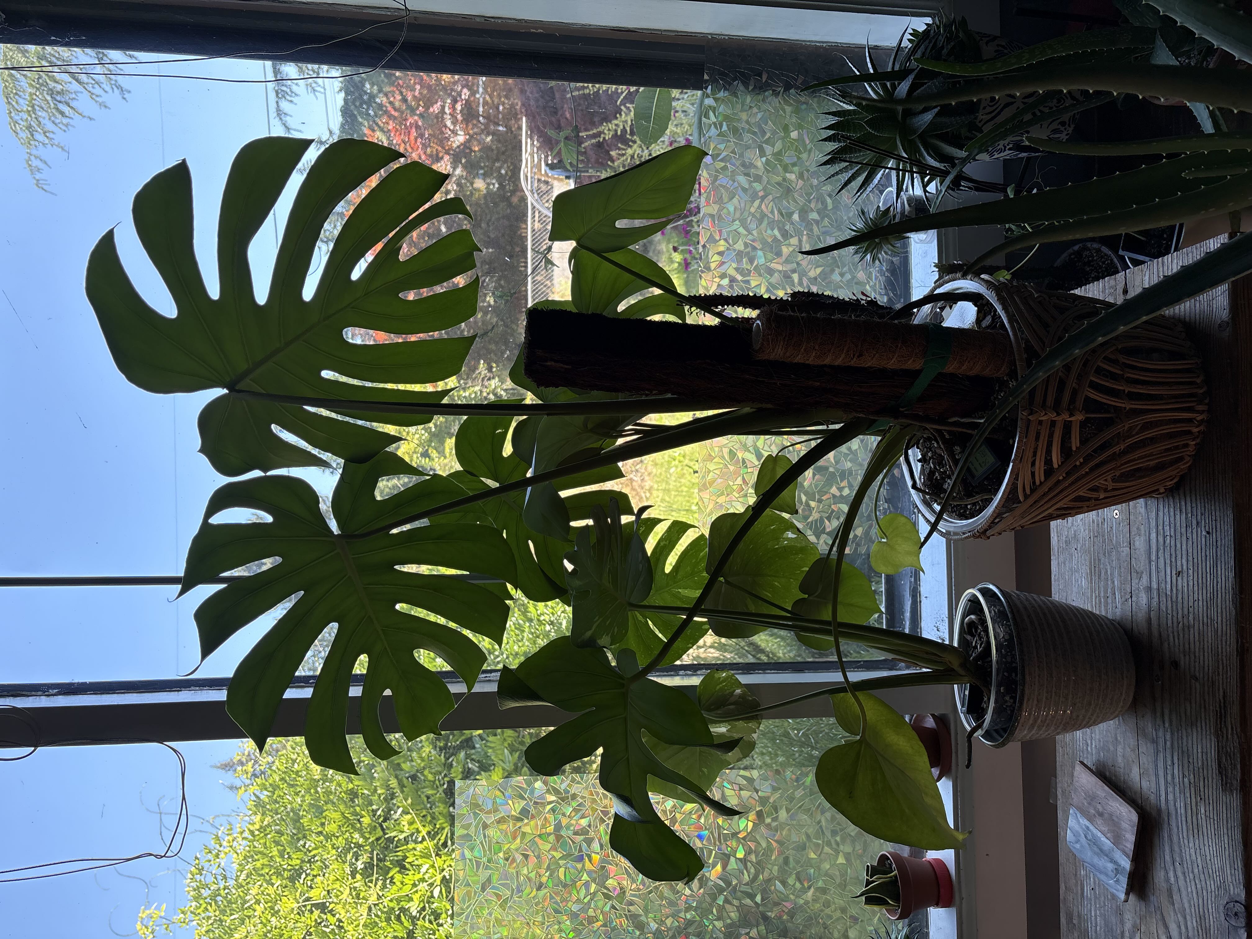 Photo from the post