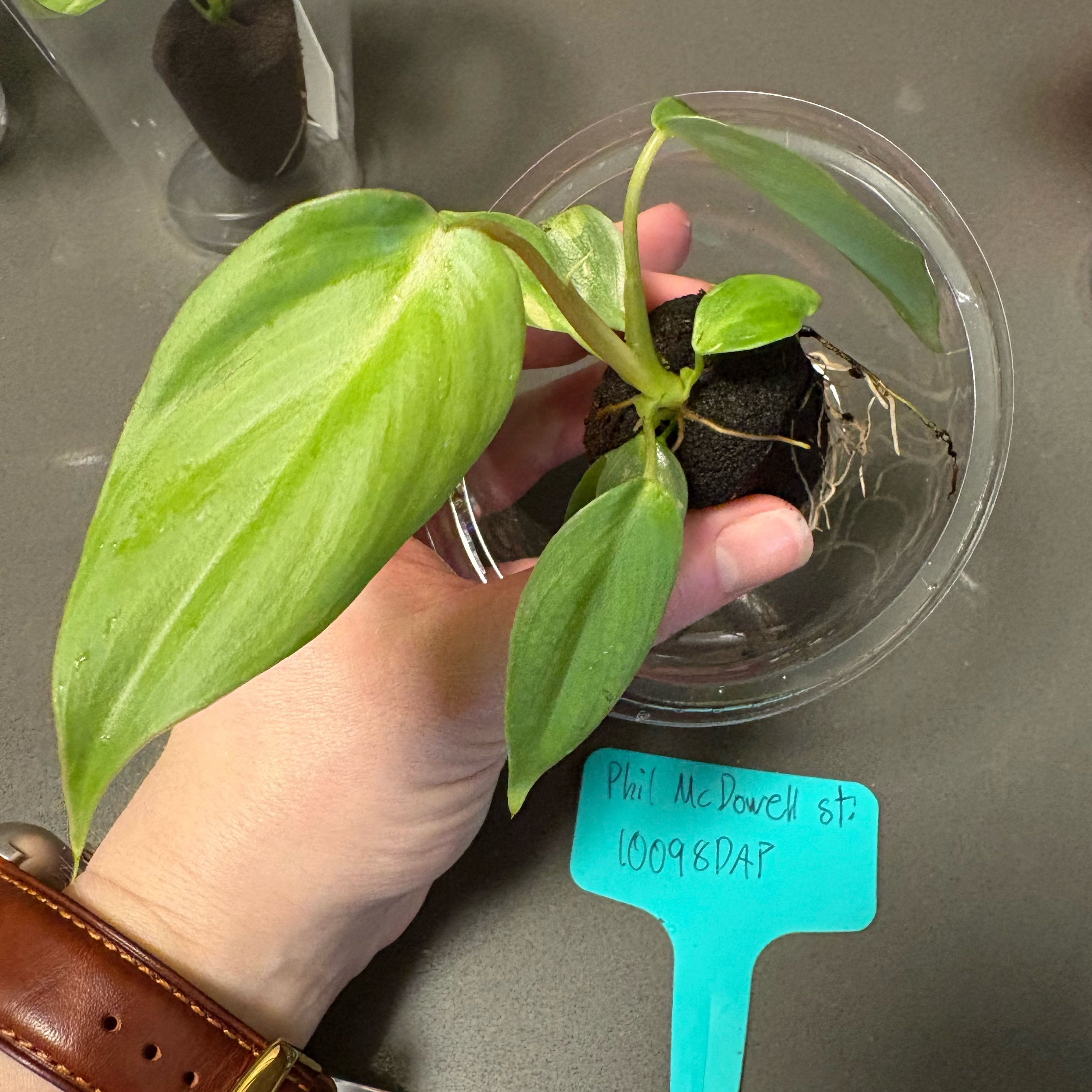 Photo of the plant species Philodendron Pastazanum by @DreamMachine named Dean McDowell on Greg, the plant care app