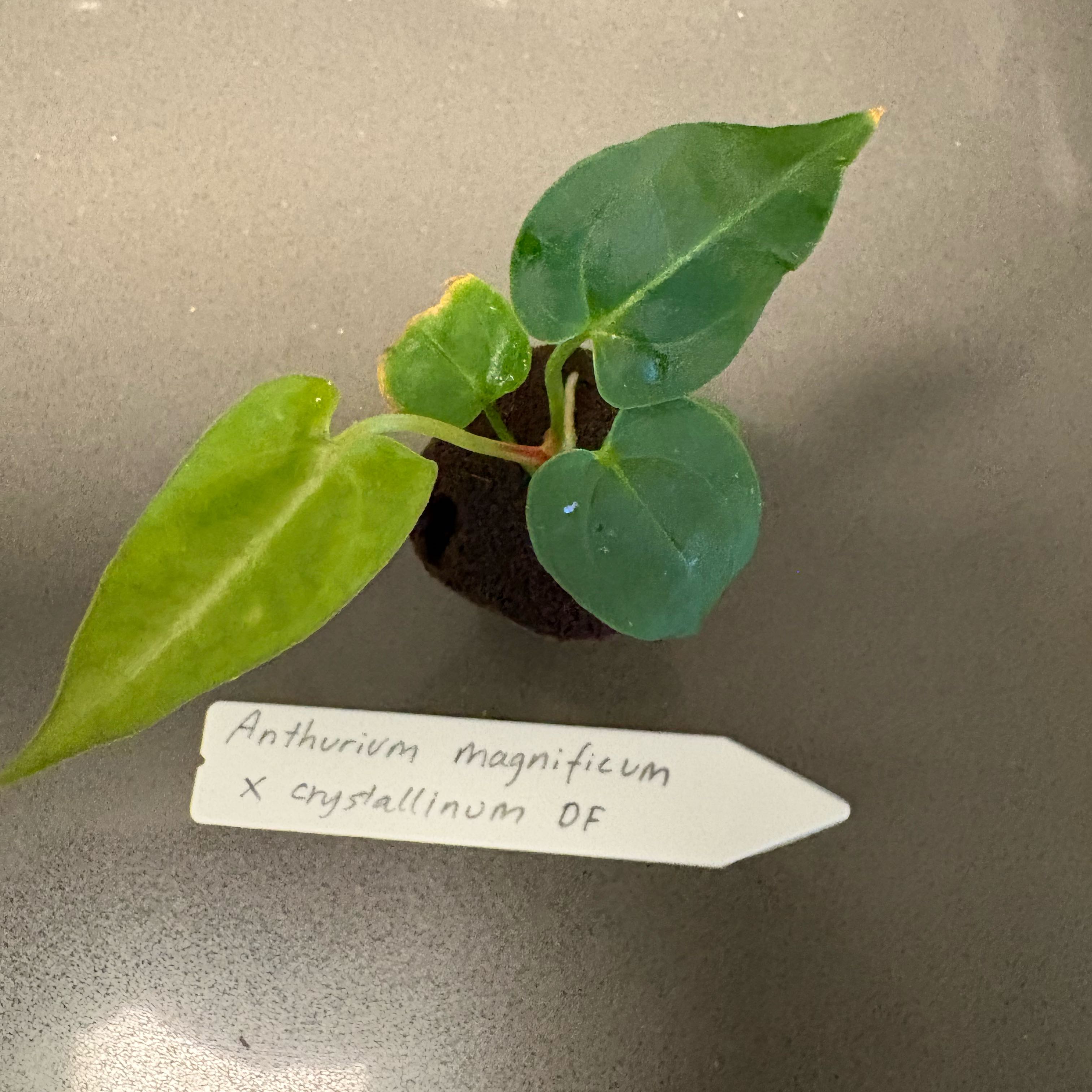 Photo of the plant species Anthurium magnificum x crystallinum by @DreamMachine named Rainier on Greg, the plant care app