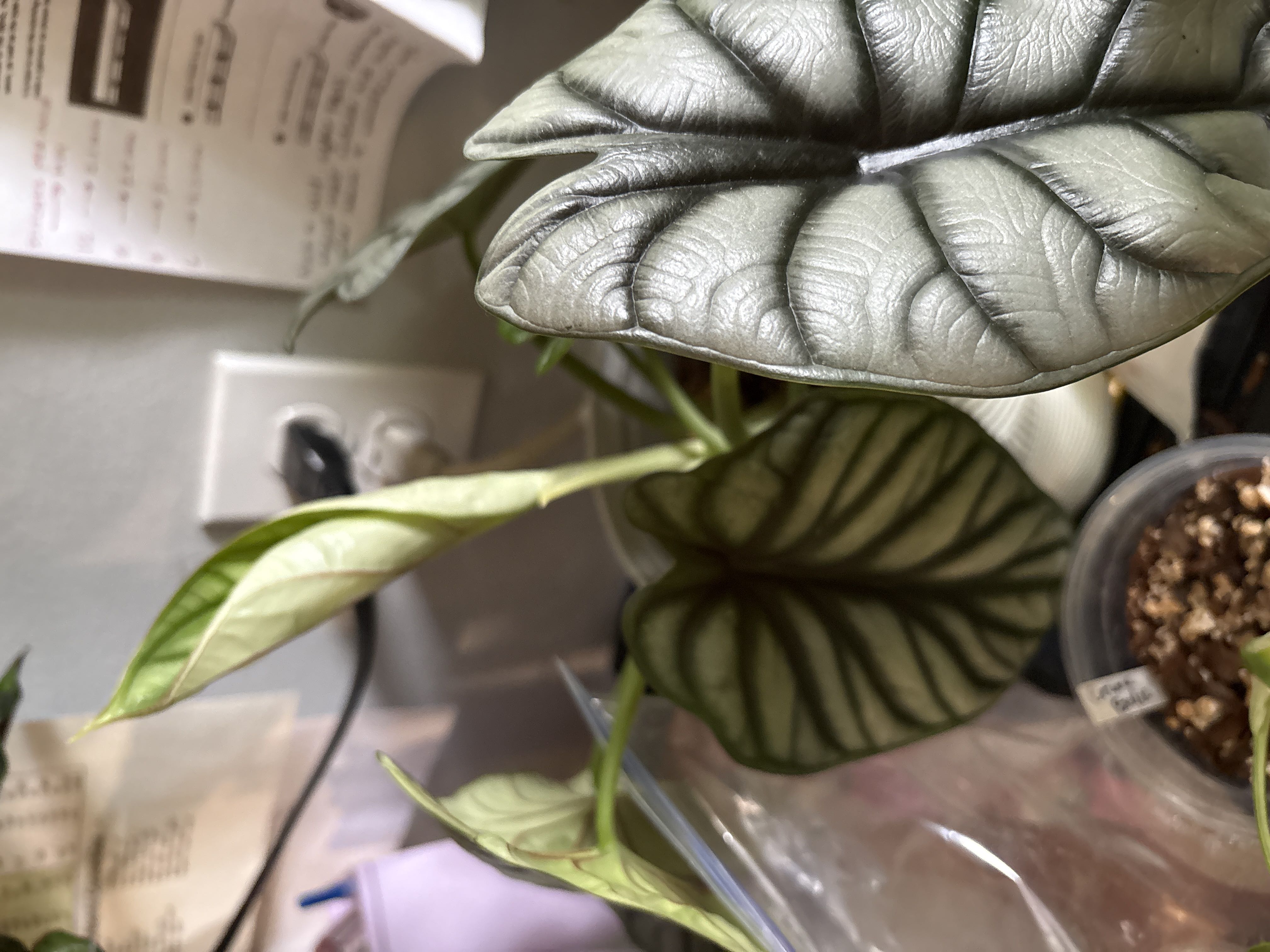 Photo from the post