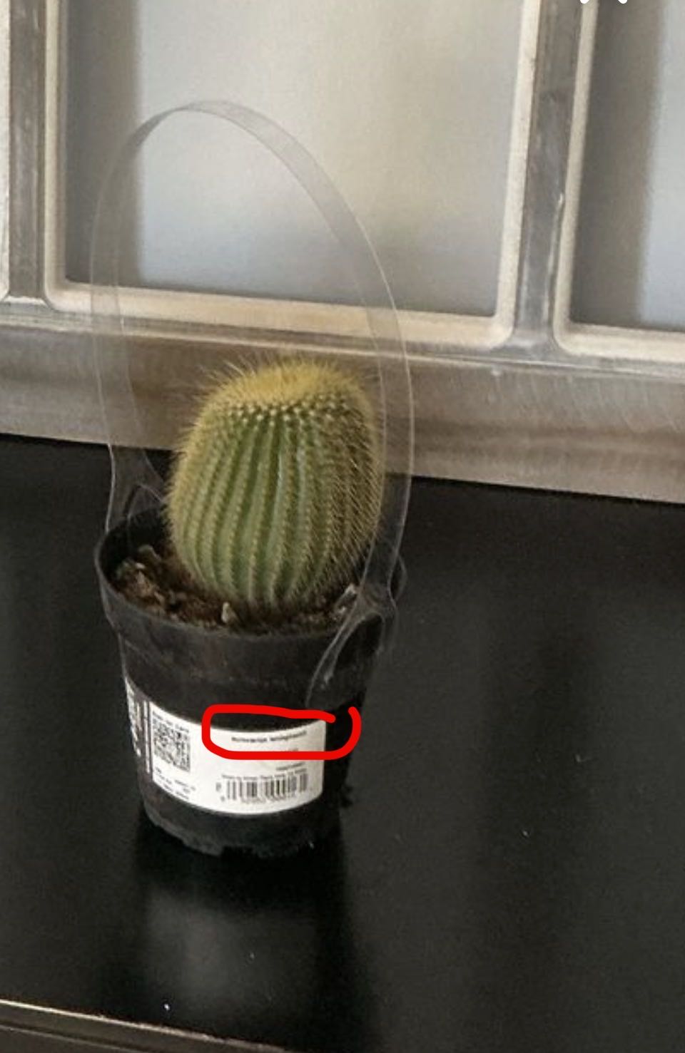 Photo from the post