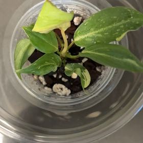 Photo of the plant species Variegated Philodendron gloriosum by @DreamMachine named Gloriosum (Higher variegation) on Greg, the plant care app