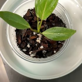 Photo of the plant species Variegated Philodendron gloriosum by @DreamMachine named Gloriosum (low variegation) on Greg, the plant care app