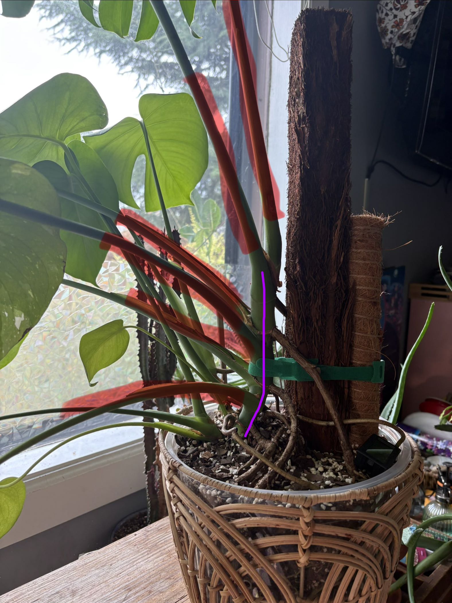 Photo from the post