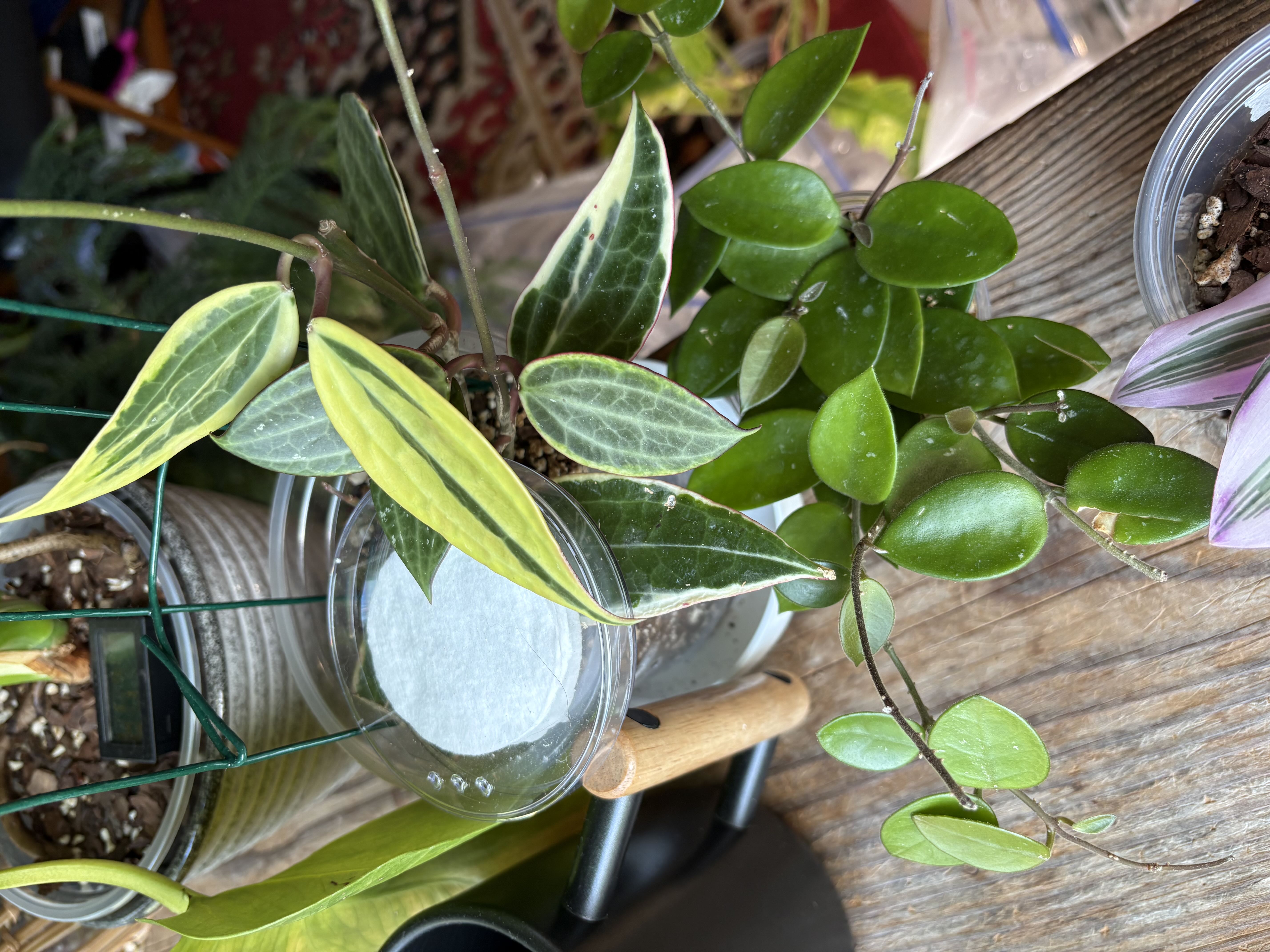 Photo from the post