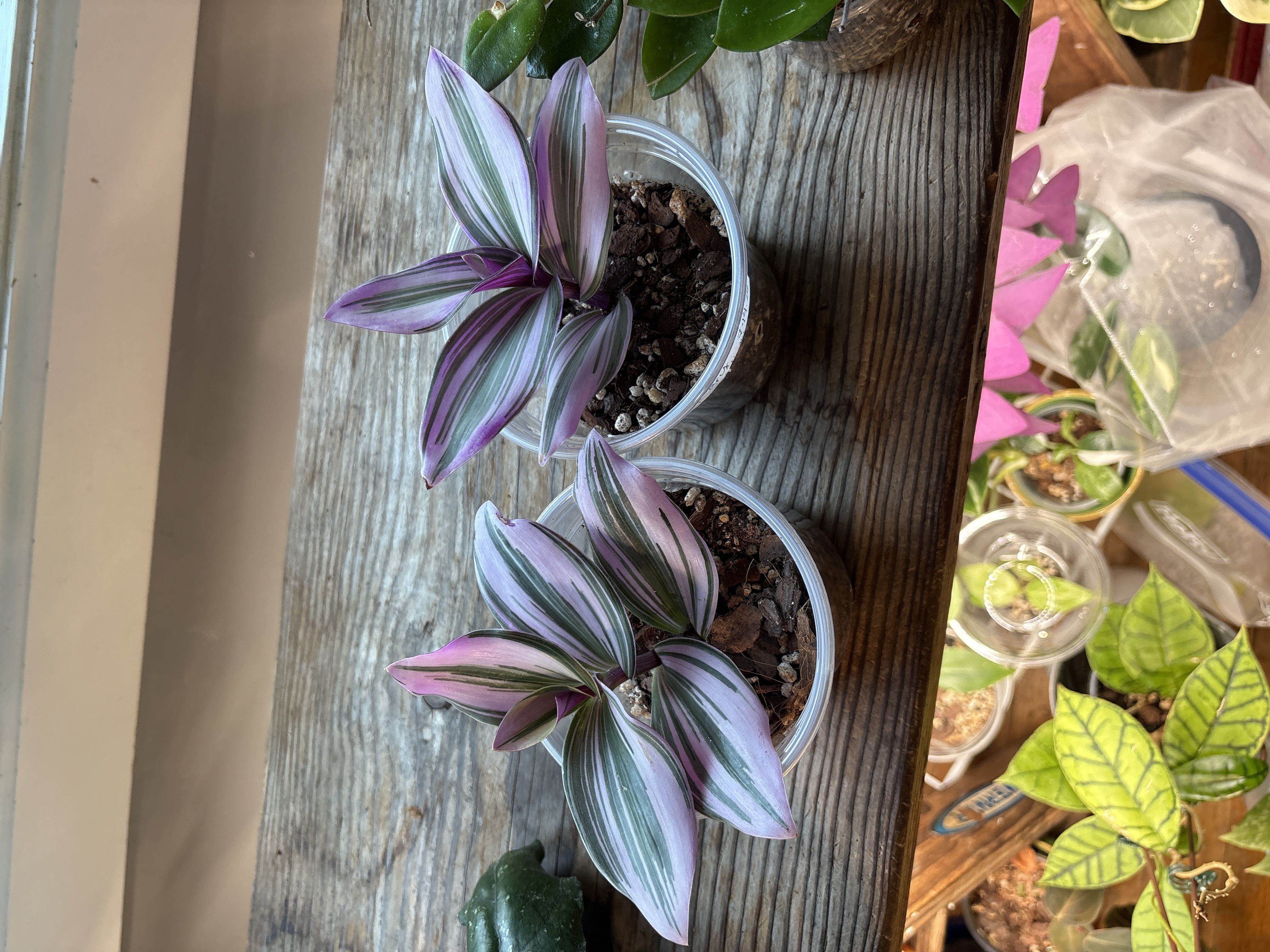 Photo from the post