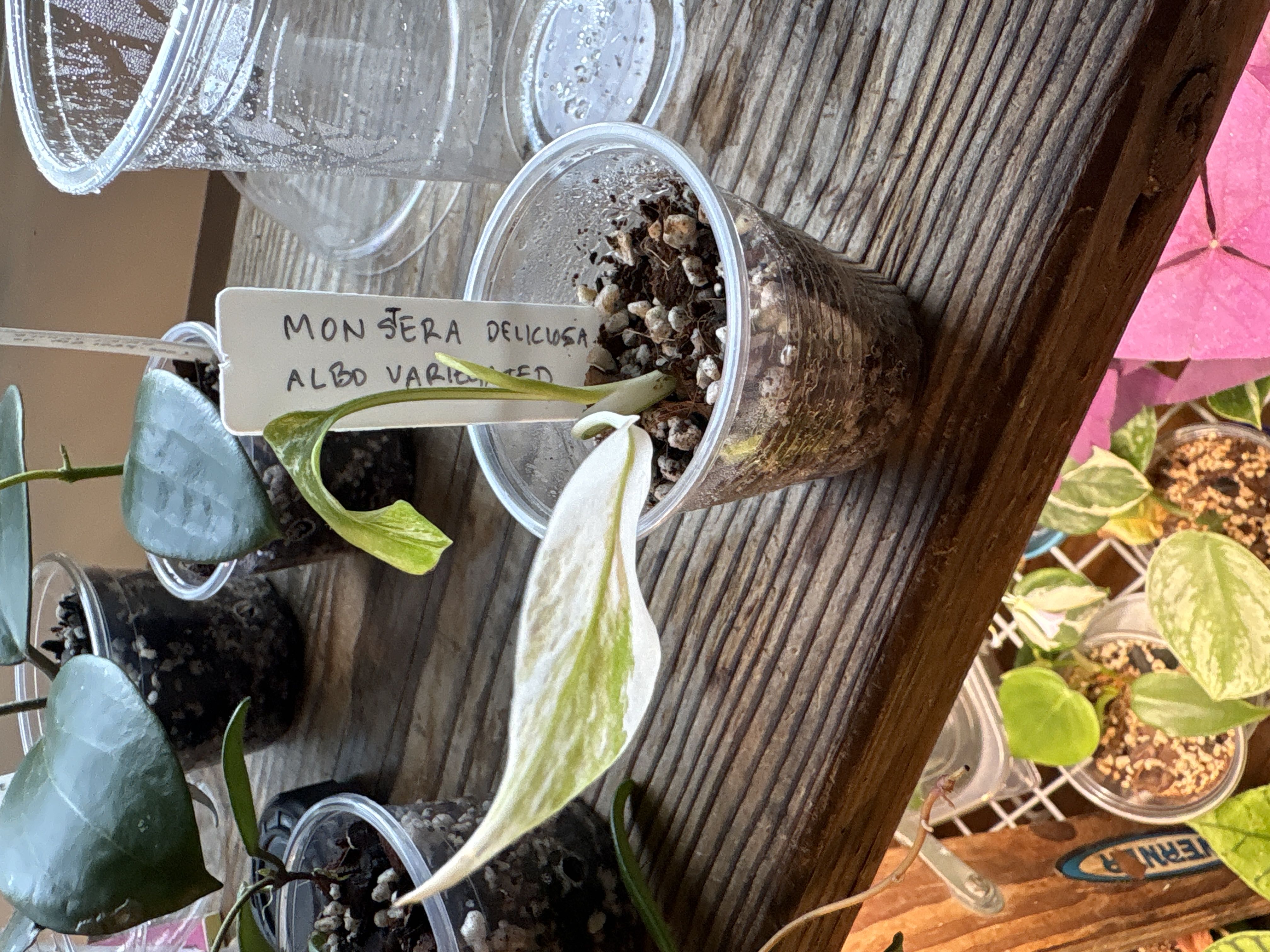Photo from the post