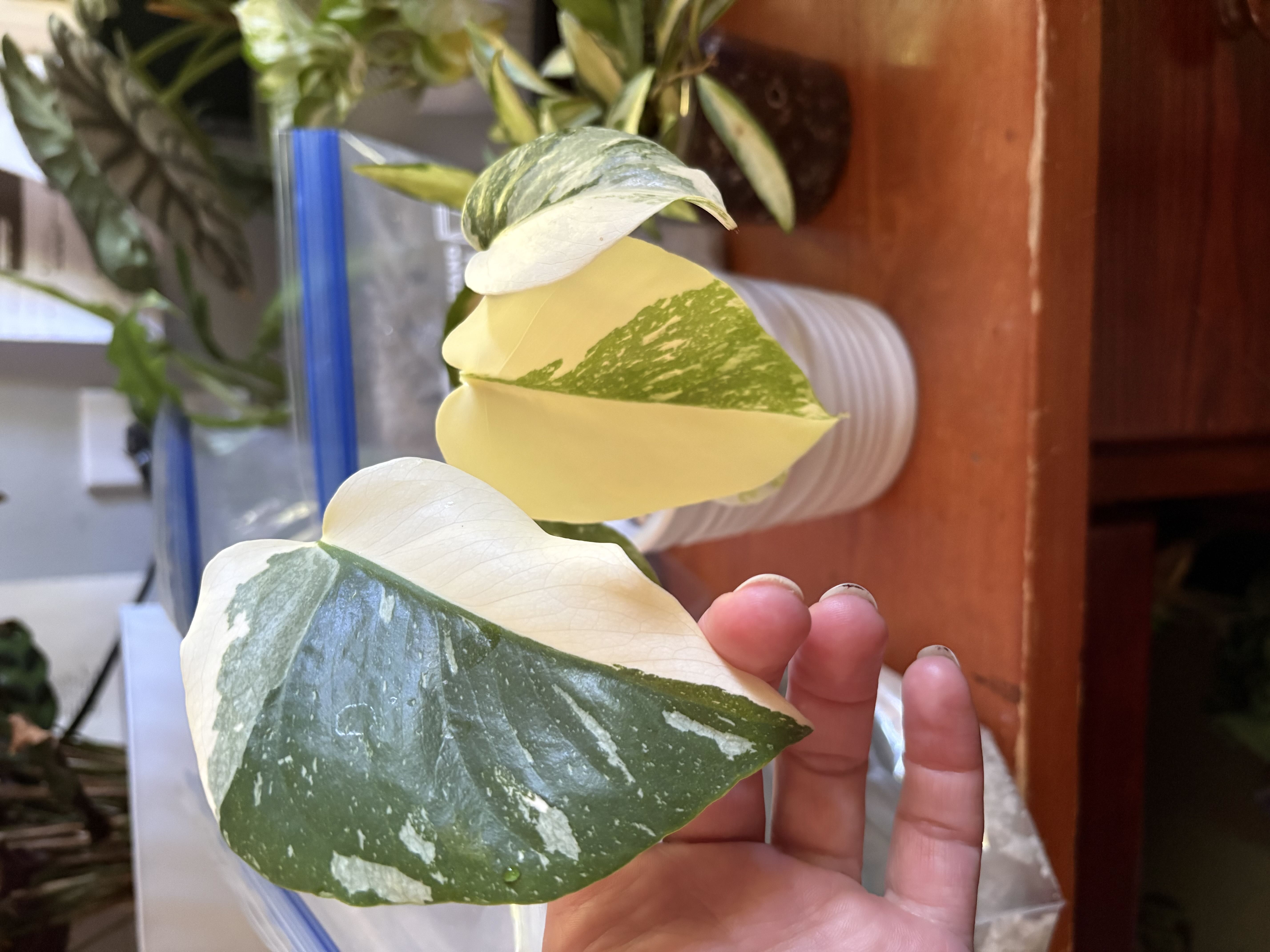 Photo from the post