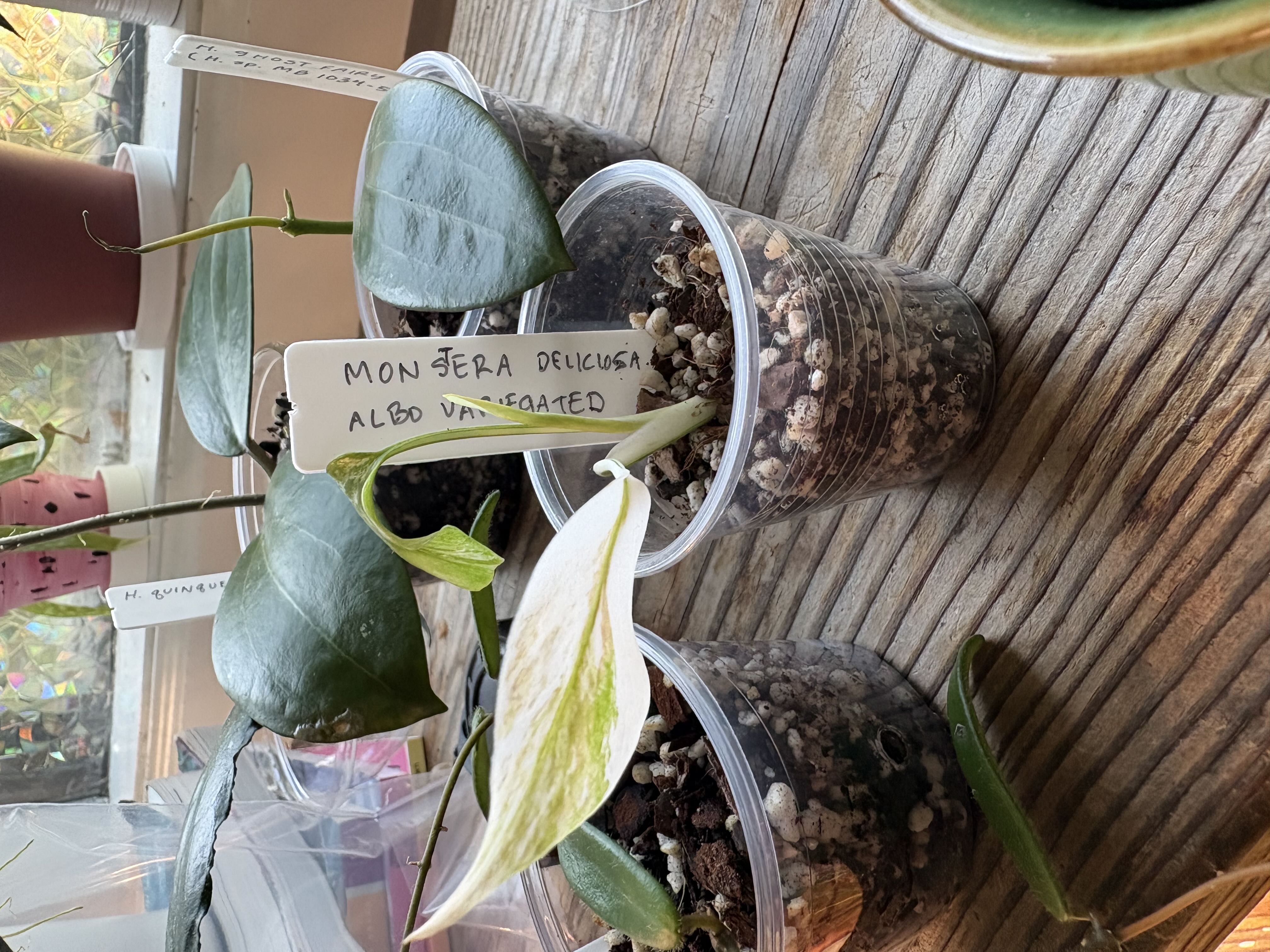 Photo from the post