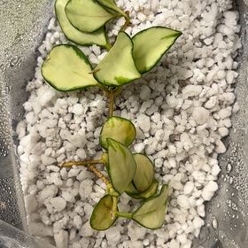 Photo of the plant species Hoya heuschkeliana variegata by @DreamMachine named Heuschkeliana on Greg, the plant care app