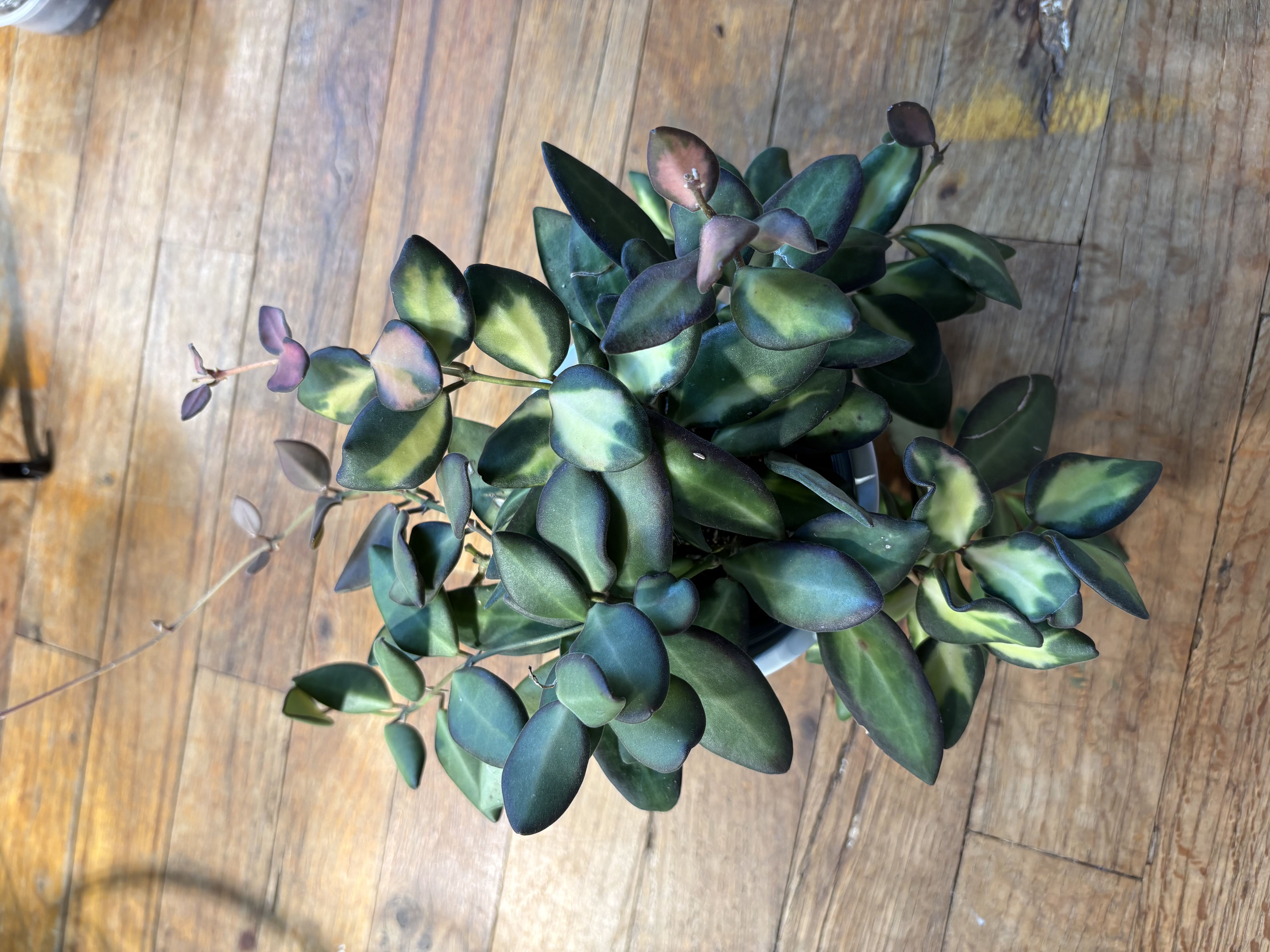 Photo from the post