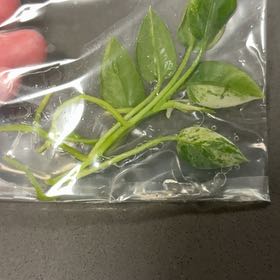 Photo of the plant species Anthurium Vittariifolium Variegated by @DreamMachine named Lebron on Greg, the plant care app