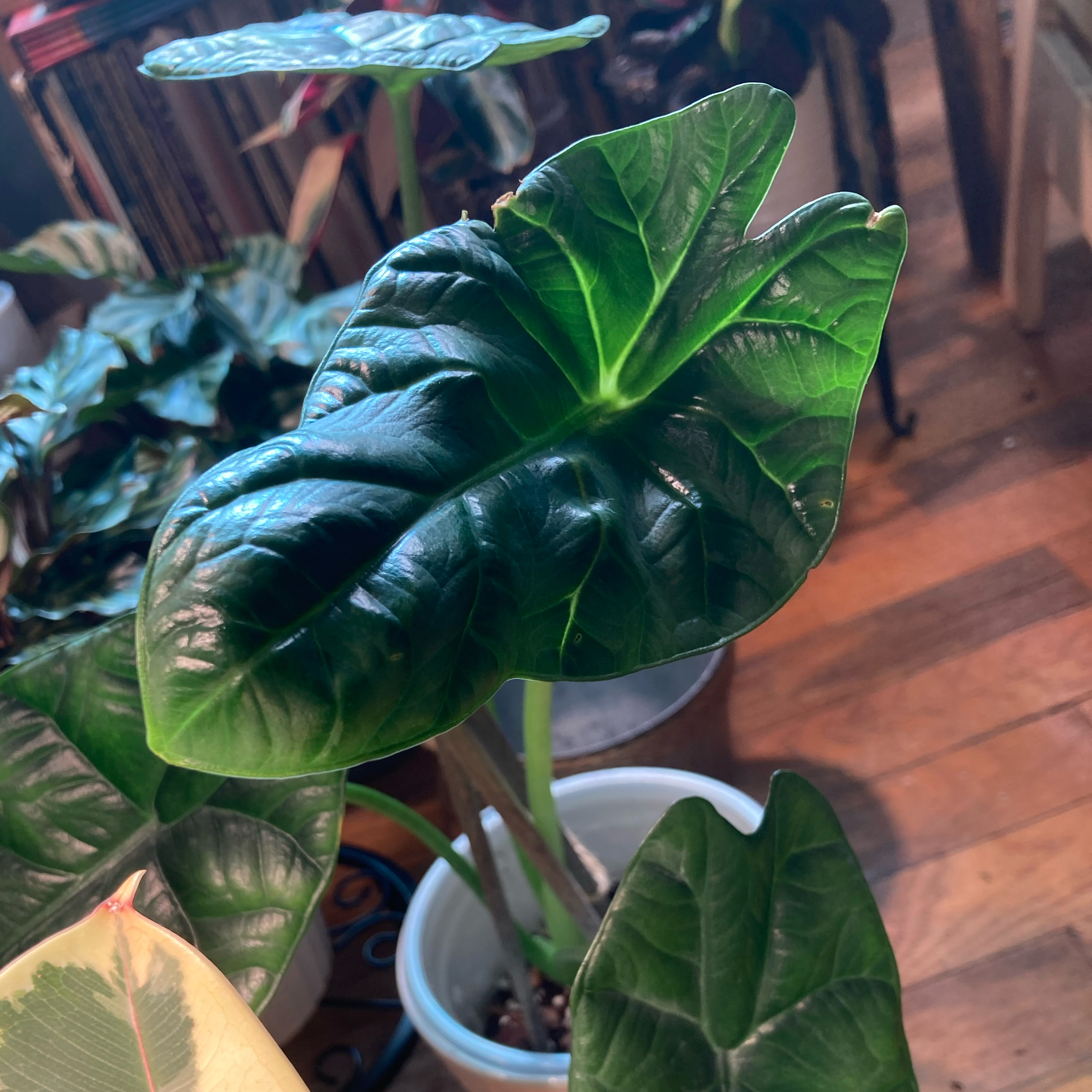 Photo of the plant species Alocasia sinuata 'Quilted Dreams' by @DreamMachine named Nero on Greg, the plant care app