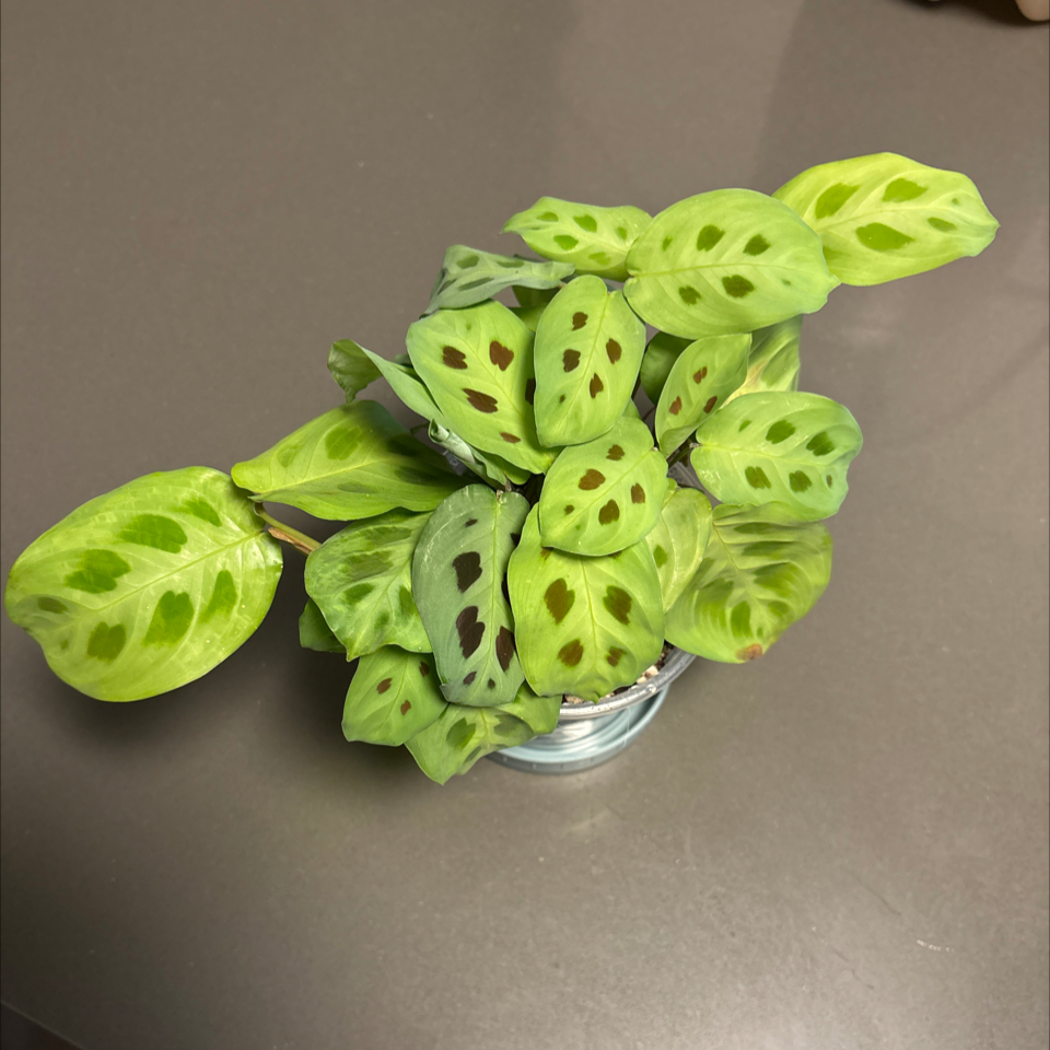 Photo of the plant species Rabbit Tracks by @DreamMachine named Foo Foo on Greg, the plant care app
