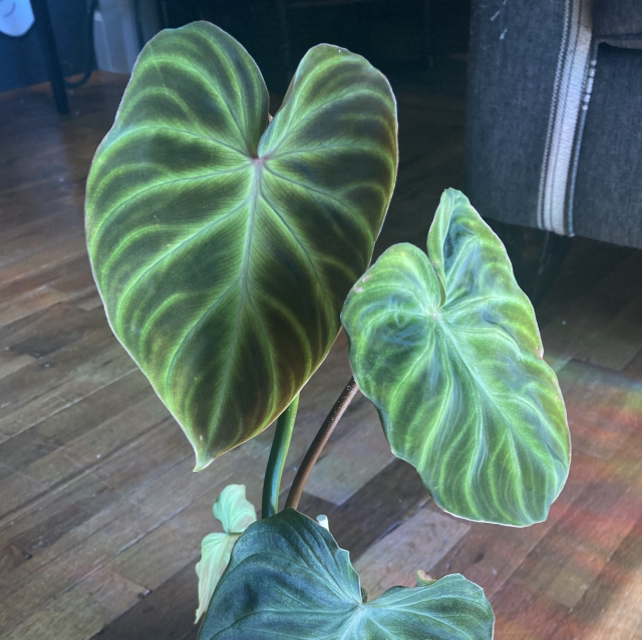 Photo of the plant species Philodendron Splendid by @DreamMachine named Verrucosum on Greg, the plant care app