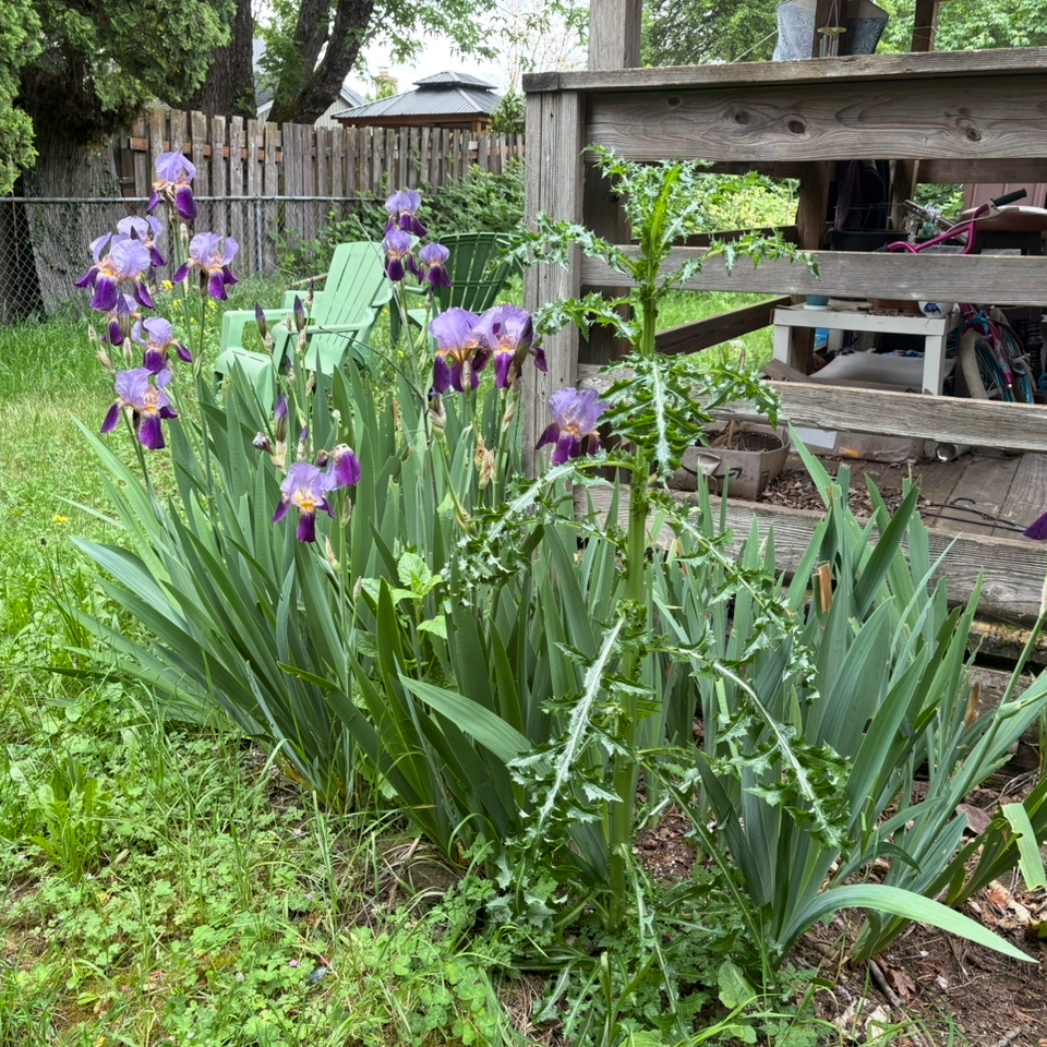 Photo of the plant species Dark Purple Iris by @DreamMachine named Back Purple Irises on Greg, the plant care app