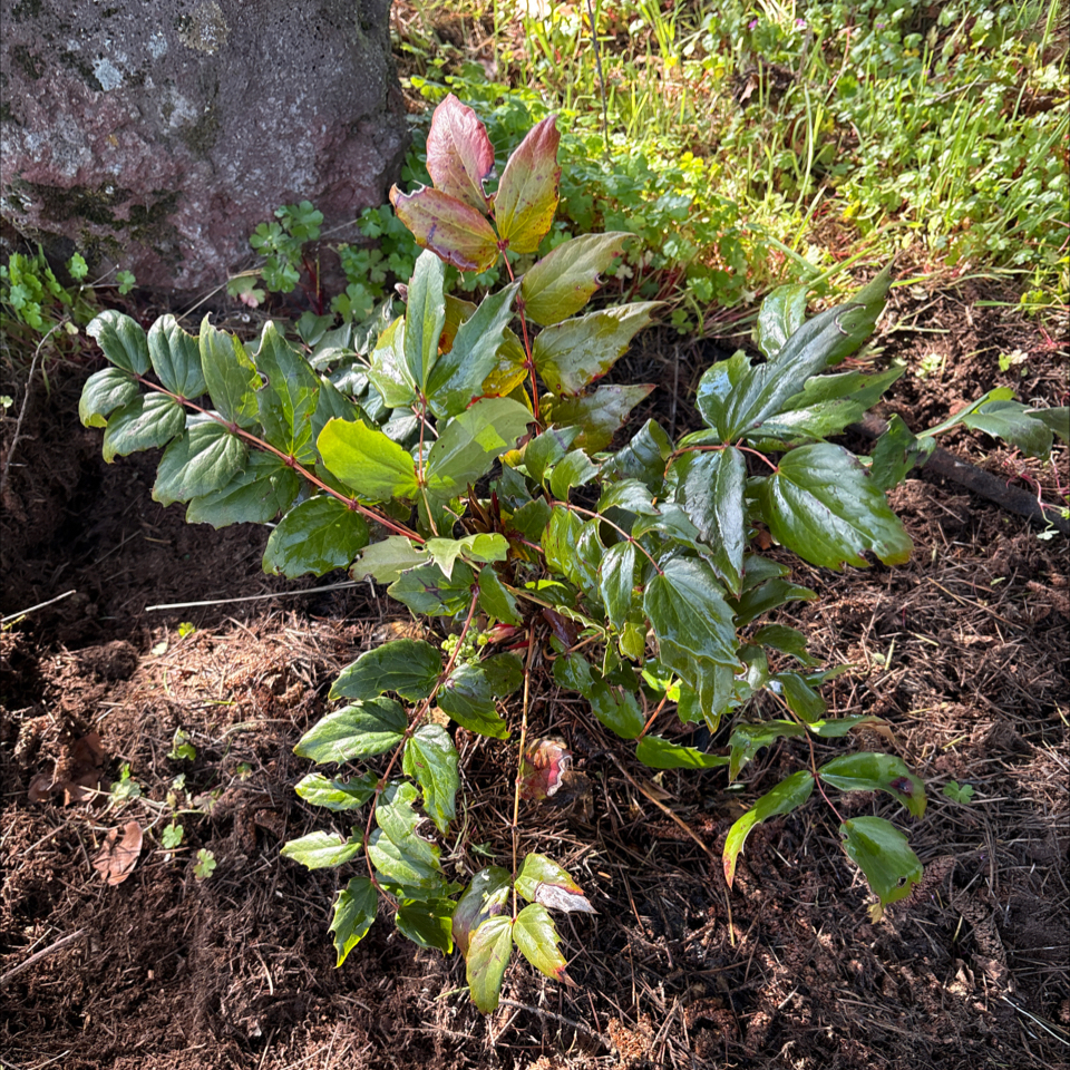Photo of the plant species Oregon Grape by @DreamMachine named Oregon Grape on Greg, the plant care app