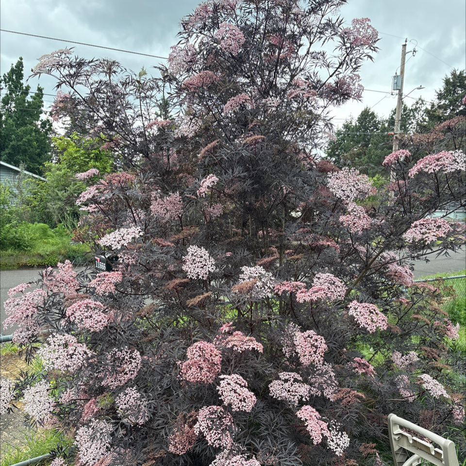 Photo of the plant species Blue Elderberry by @DreamMachine named Winston on Greg, the plant care app