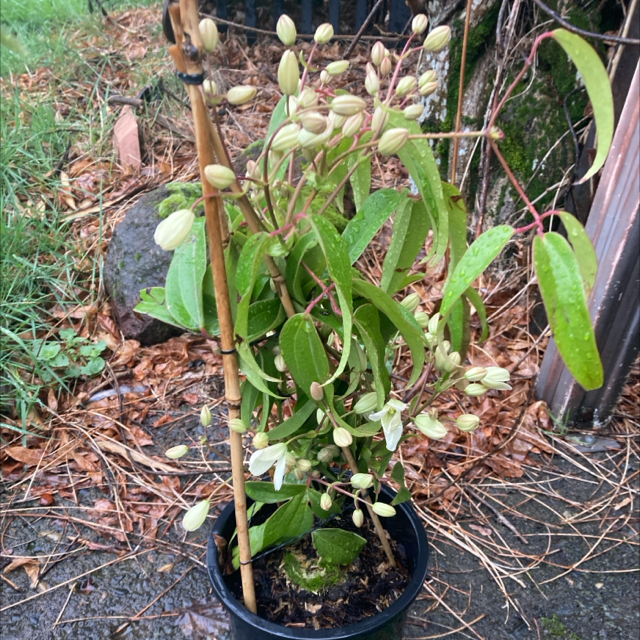 Photo of the plant species Evergreen clematis by @DreamMachine named Snowdrift on Greg, the plant care app