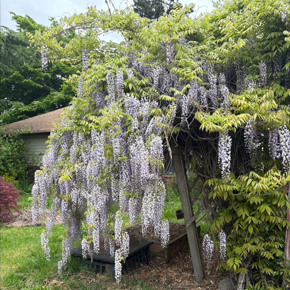 Photo of the plant species Japanese Wisteria by @DreamMachine named Wisteria on Greg, the plant care app